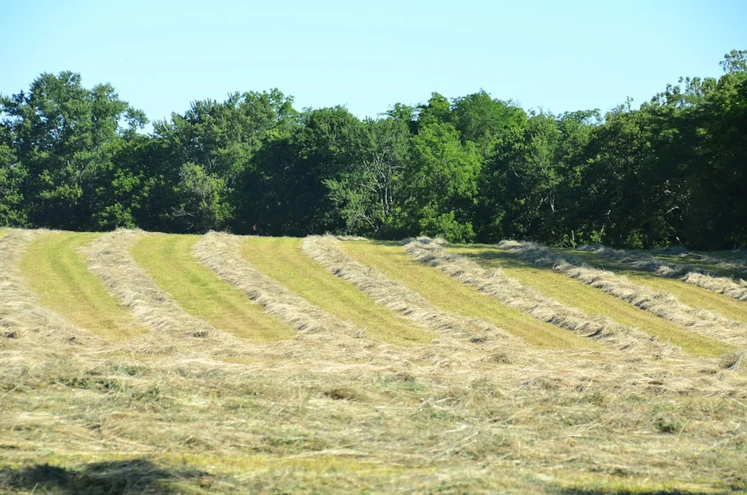Close-up of strip-till soil profile showing tilled seed zone next to untilled inter-row residue coverage