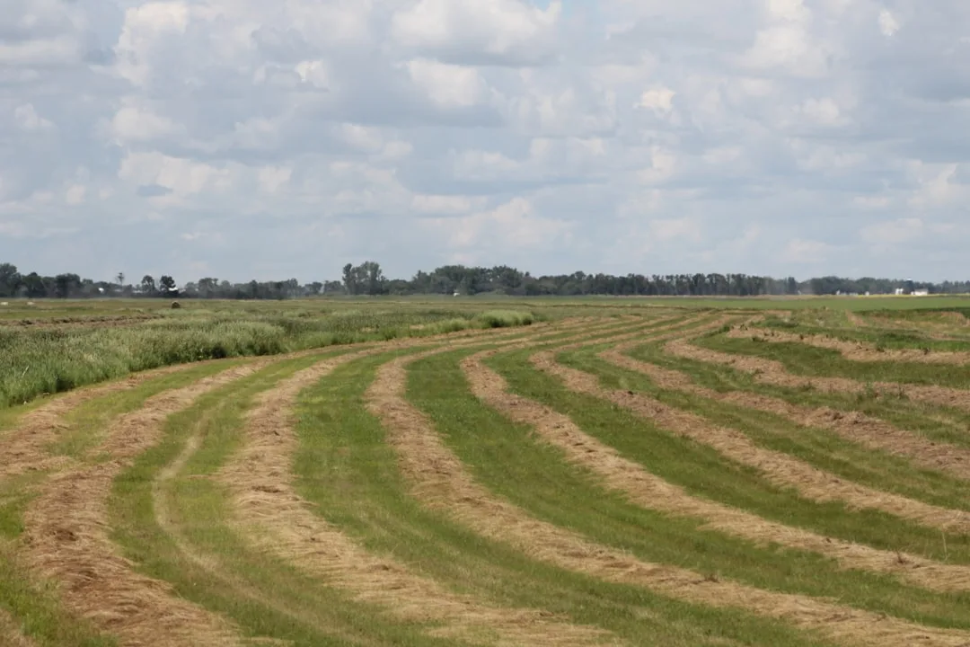 Strip-till equipment creating tilled bands through crop residue cover