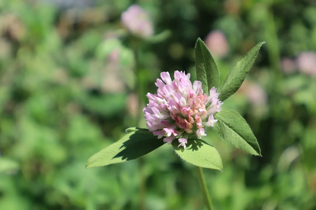 Green cover crop growing in managed field between cash crop seasons