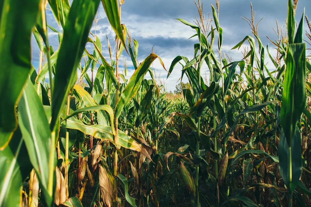 Yield Lag Detection Reveals When Your Farm Falls Behind Regional Pace