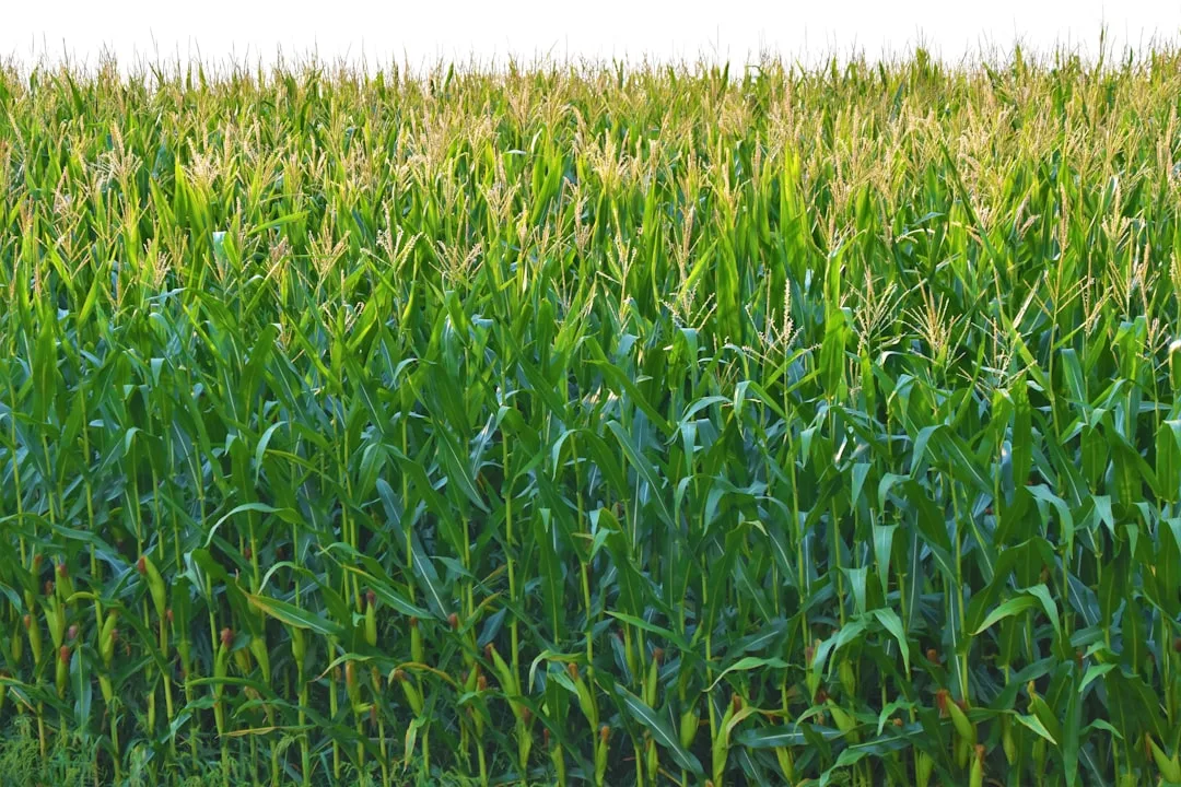 Row crop yield monitoring field comparison data analysis