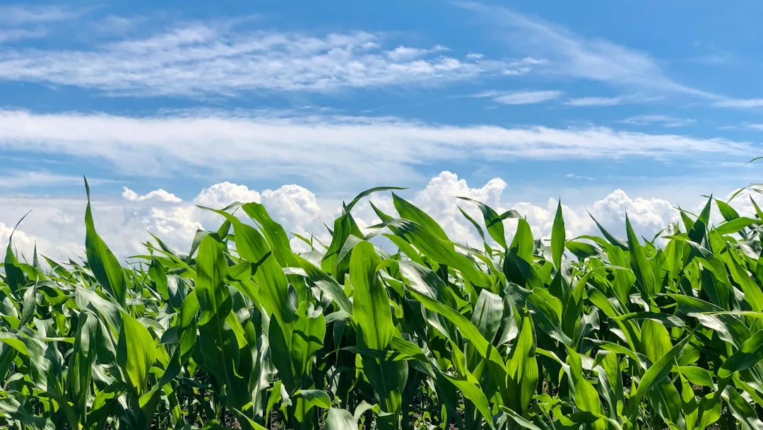 Field-level yield data showing three-year trend with management change annotations