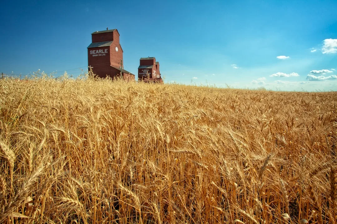 Grain storage bins in late harvest season with storage arbitrage mechanics labeled