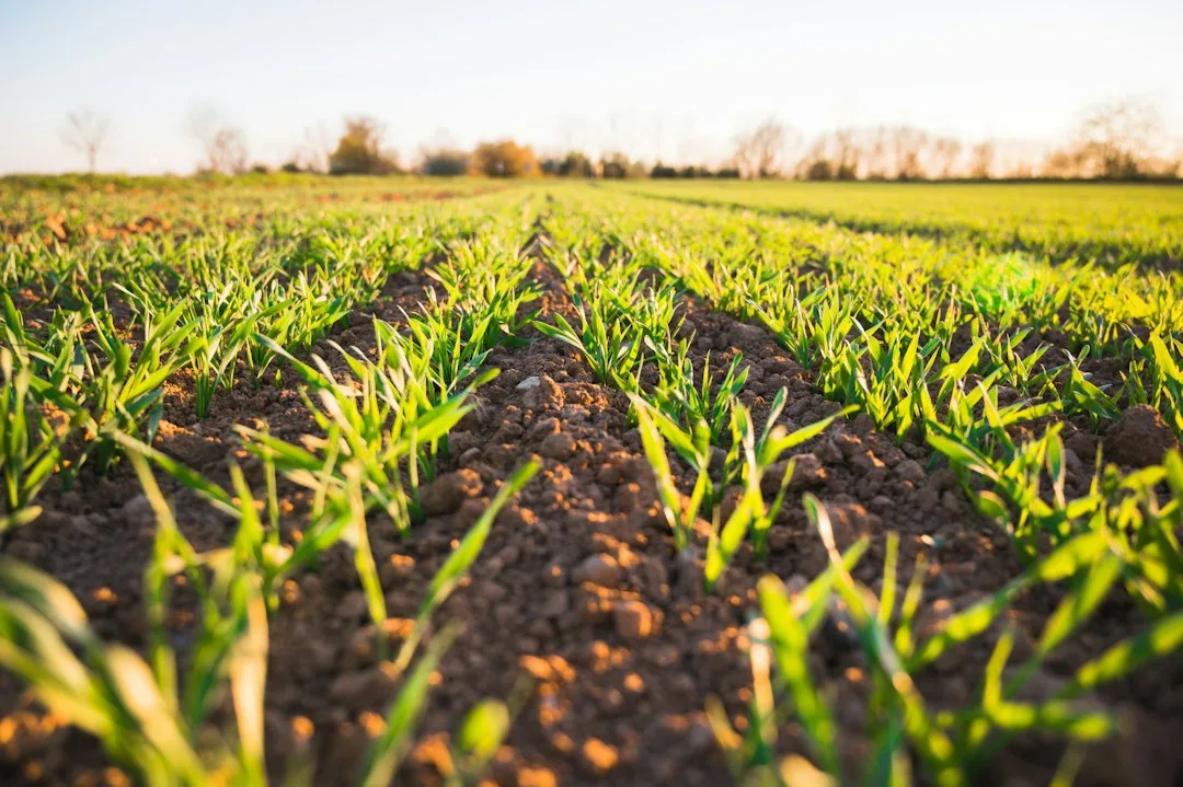 Winter cover crop species growing in row-crop field environment