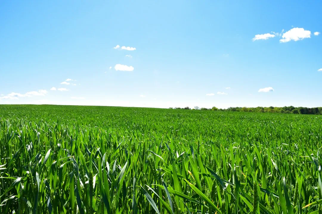 Cover Crop Selection Mechanics Shape Your Soil and Winter Resilience