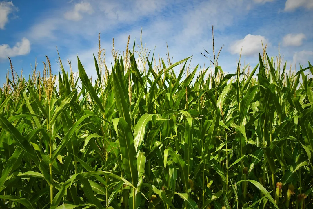 Grain elevator commodity price spread mechanics row crops