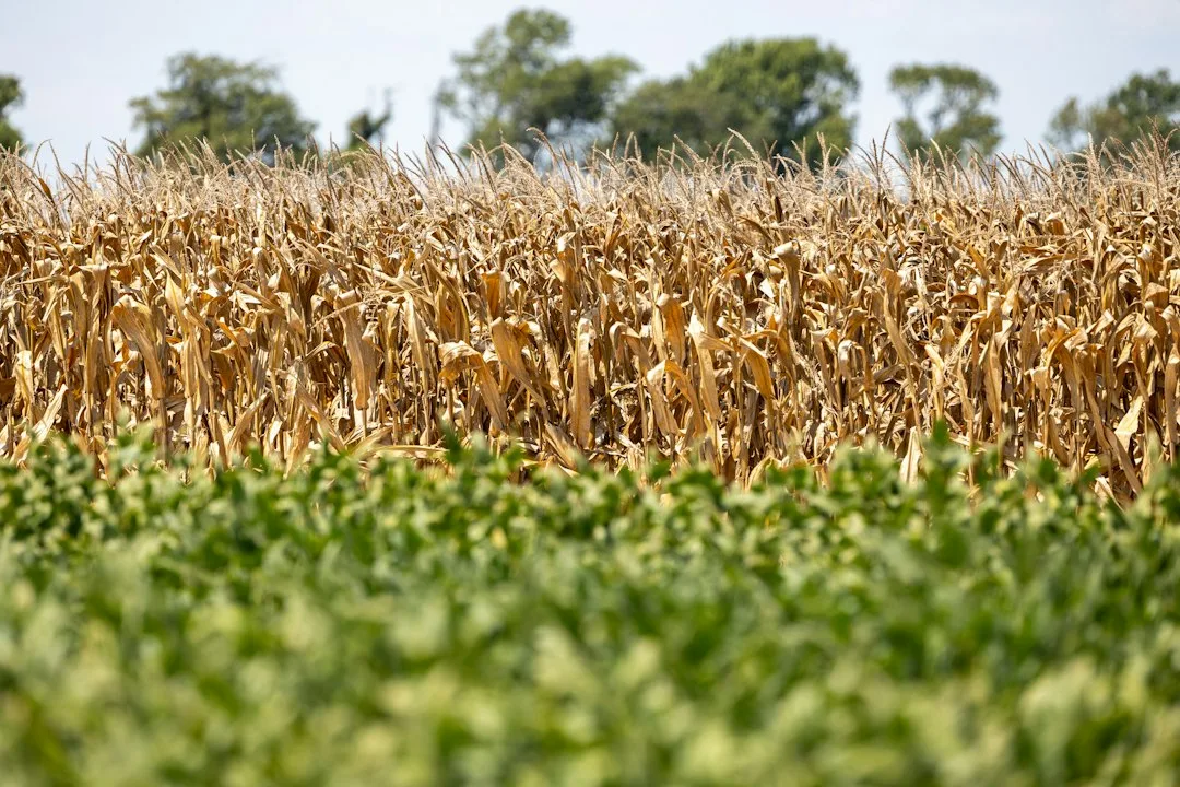 Price chart showing volatility spikes during harvest season with buy-sell windows marked