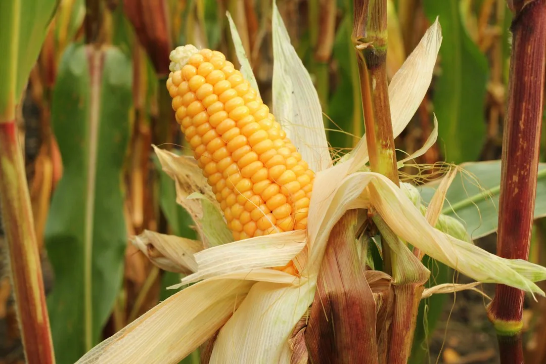 Harvest price option explained for Revenue Protection corn coverage planning