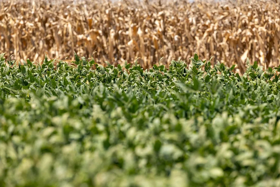 Combine harvester in corn field during commodity price volatility window