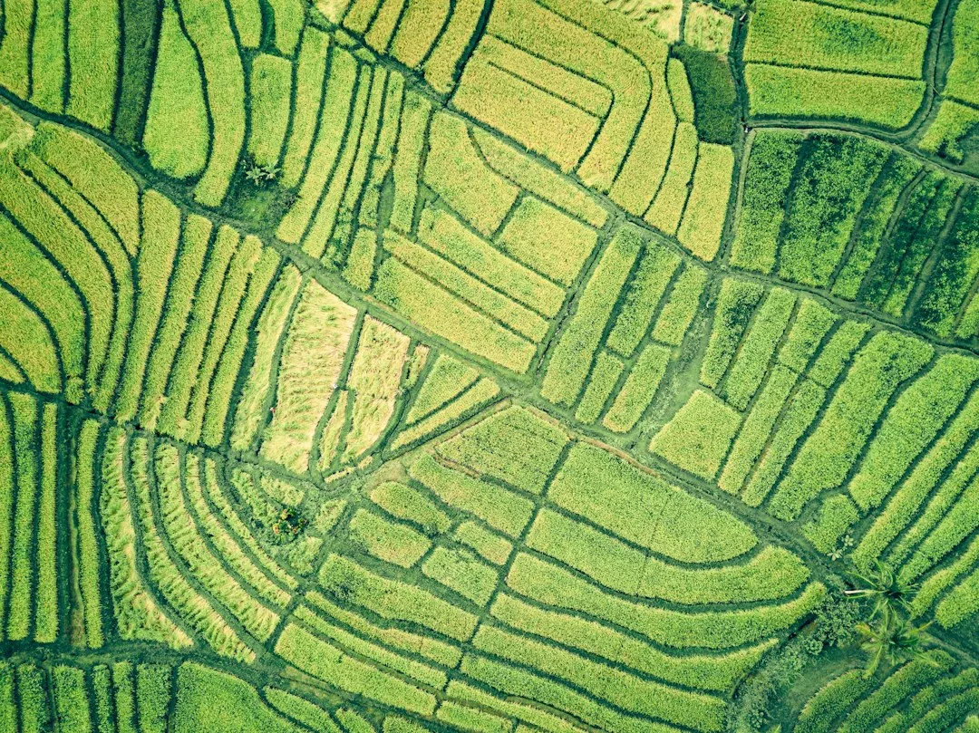 Aerial view of corn fields with yield data overlay showing inter-field performance variation