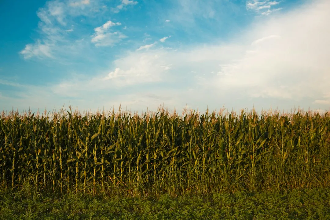 Corn field at harvest with crop insurance planning notes on a clipboard